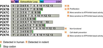 The P2X7 Receptor: Central Hub of Brain Diseases